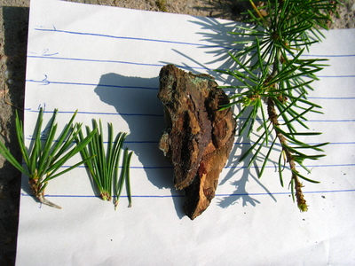  picture  Libanon_ceder |Cedrus_libani