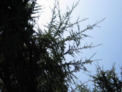  picture  Libanon_ceder |Cedrus_libani