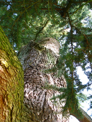  picture  Libanon_ceder |Cedrus_libani