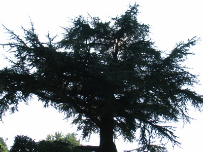  picture  Libanon_ceder |Cedrus_libani