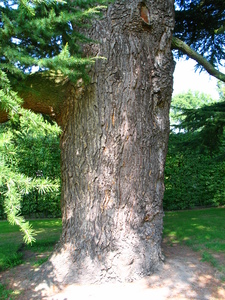  picture  Libanon_ceder |Cedrus_libani