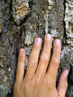  picture  Libanon_ceder |Cedrus_libani