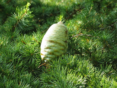  picture  Libanon_ceder |Cedrus_libani