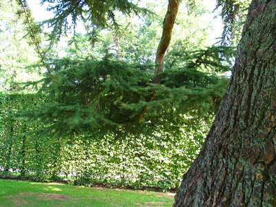  picture  Libanon_ceder |Cedrus_libani