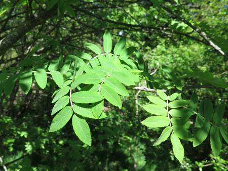 Leaf picture  Lijsterbes ( Sorbus aucuparia)