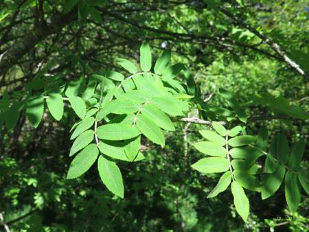  picture  Lijsterbes |Sorbus_aucuparia