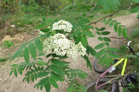  picture  Lijsterbes |Sorbus_aucuparia