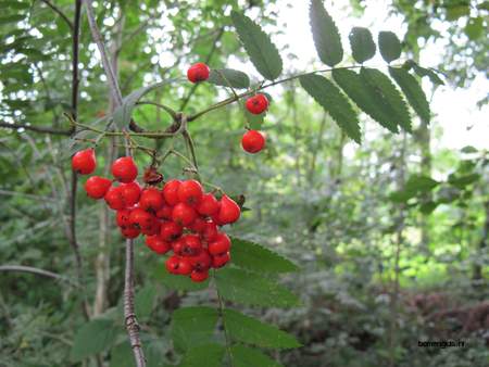  picture  Lijsterbes |Sorbus_aucuparia