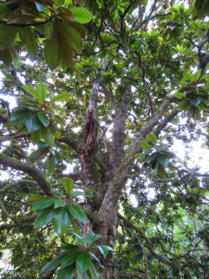  picture  Magnolia_grandiflora |Magnolia_grandiflora