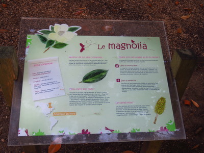  picture  Magnolia_grandiflora |Magnolia_grandiflora