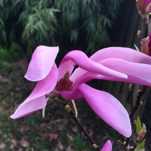  picture  Magnolia_soulangeana |Magnolia_soulangeana