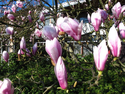  picture  Magnolia_soulangeana |Magnolia_soulangeana