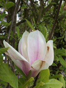  picture  Magnolia_soulangeana |Magnolia_soulangeana