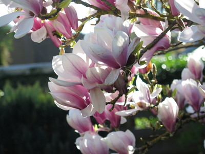  picture  Magnolia_soulangeana |Magnolia_soulangeana