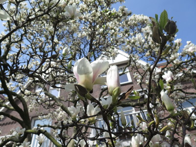  picture  Magnolia_soulangeana |Magnolia_soulangeana