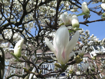  picture  Magnolia_soulangeana |Magnolia_soulangeana