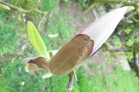  picture  Magnolia_soulangeana |Magnolia_soulangeana