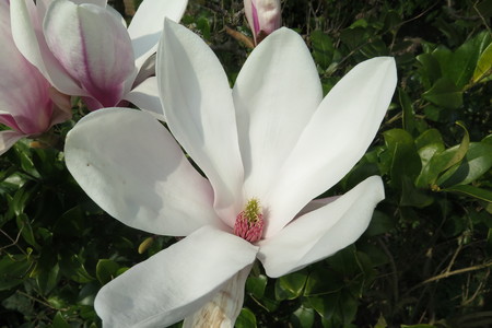  picture  Magnolia_soulangeana |Magnolia_soulangeana