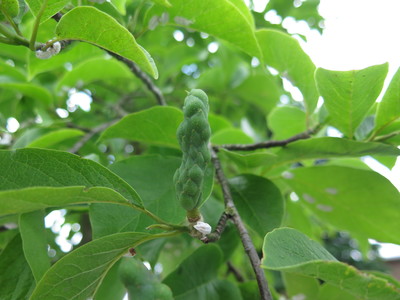  picture  Magnolia_soulangeana |Magnolia_soulangeana