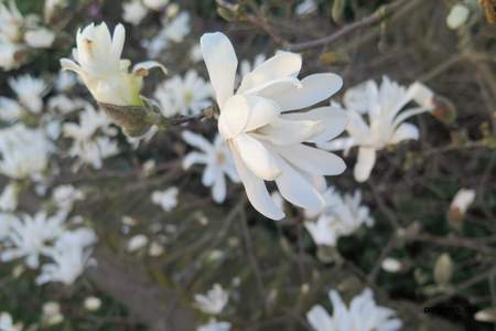  picture  Magnolia_stellata |Magnolia_stellata
