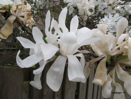  picture  Magnolia_stellata |Magnolia_stellata