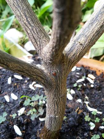  picture  Mandarijn |Citrus_reticulata