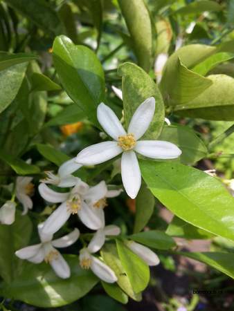  picture  Mandarijn |Citrus_reticulata