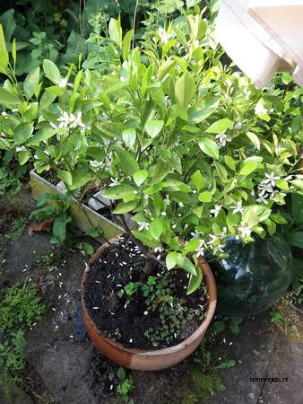  picture  Mandarijn |Citrus_reticulata