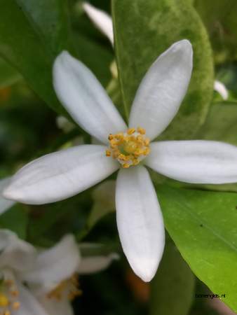  picture  Mandarijn |Citrus_reticulata