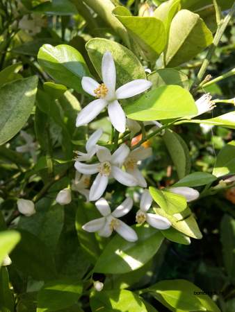  picture  Mandarijn |Citrus_reticulata