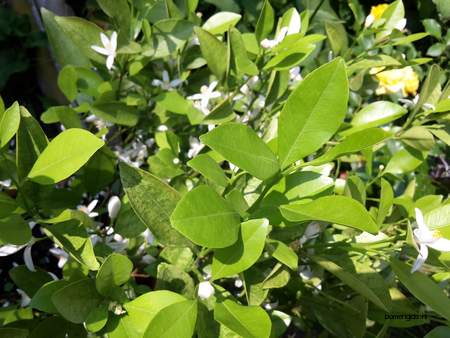  picture  Mandarijn |Citrus_reticulata