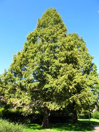  picture  Metasequoia |Metasequoia_glyptostroboides