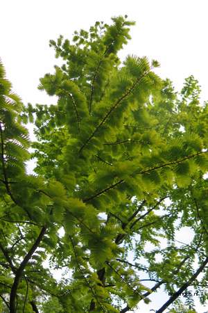  picture  Metasequoia |Metasequoia_glyptostroboides