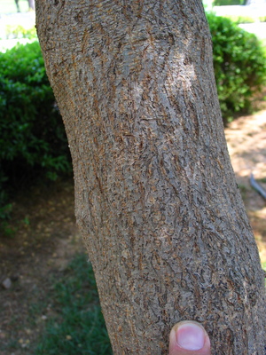  picture  Mimosa |Mimosa_dealbata