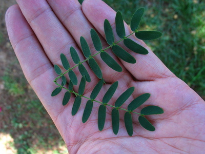  picture  Mimosa |Mimosa_dealbata