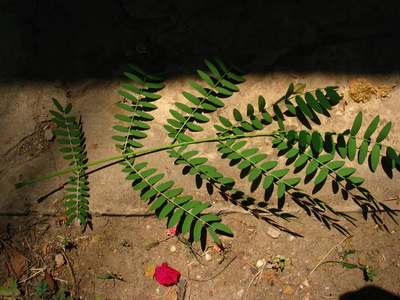  picture  Mimosa |Mimosa_dealbata