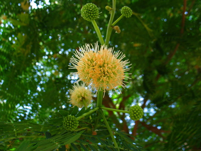  picture  Mimosa |Mimosa_dealbata