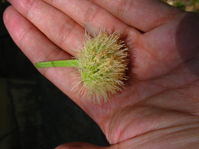  picture  Mimosa |Mimosa_dealbata