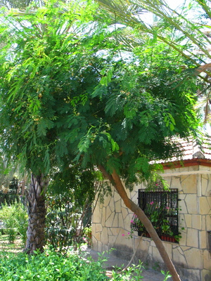  picture  Mimosa |Mimosa_dealbata