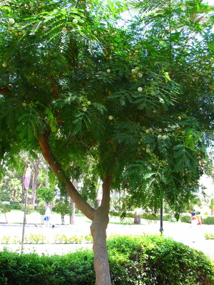  picture  Mimosa |Mimosa_dealbata