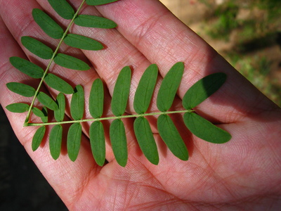  picture  Mimosa |Mimosa_dealbata