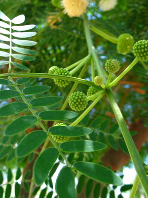  picture  Mimosa |Mimosa_dealbata