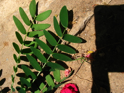  picture  Mimosa |Mimosa_dealbata