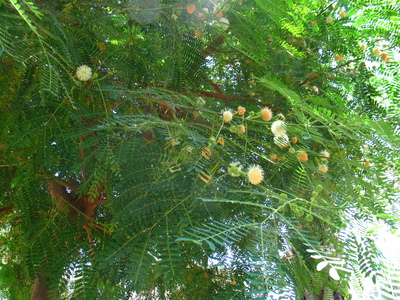  picture  Mimosa |Mimosa_dealbata