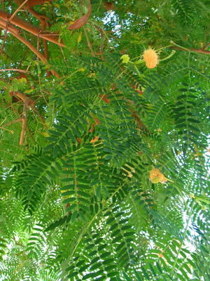  picture  Mimosa |Mimosa_dealbata