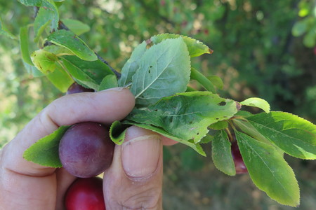  picture  Mirabel--Kroosjespruim |Prunus_insititia