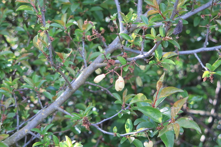 picture  Mirabel--Kroosjespruim |Prunus_insititia