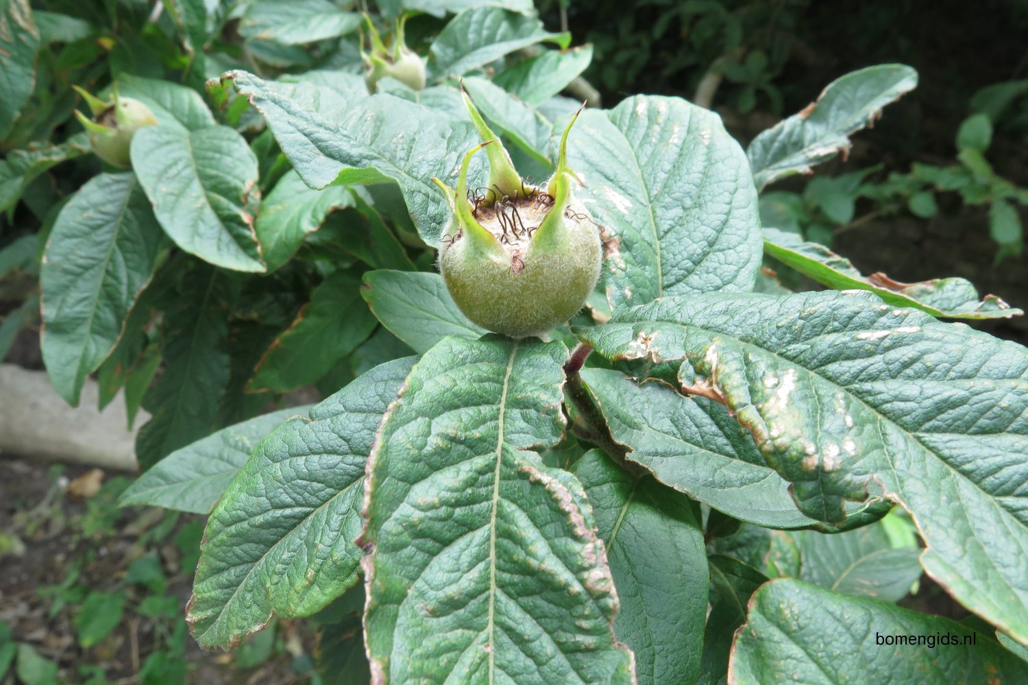 Herken de boomsoort NL Mispel; Latin Mespilus germanica