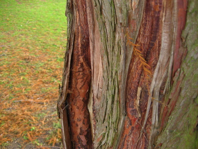  picture  Moeras_cypress |Taxodium_distichum