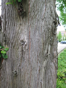  picture  Moeras_cypress |Taxodium_distichum